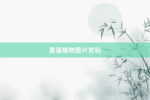 菖蒲植物图片赏玩