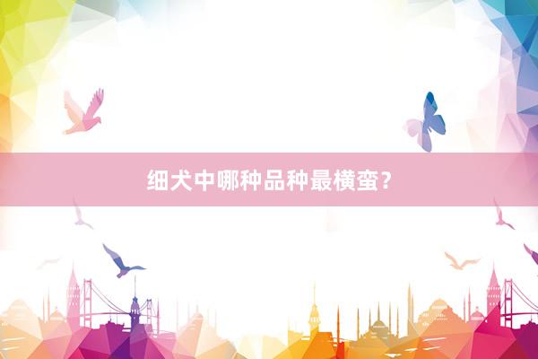 细犬中哪种品种最横蛮？